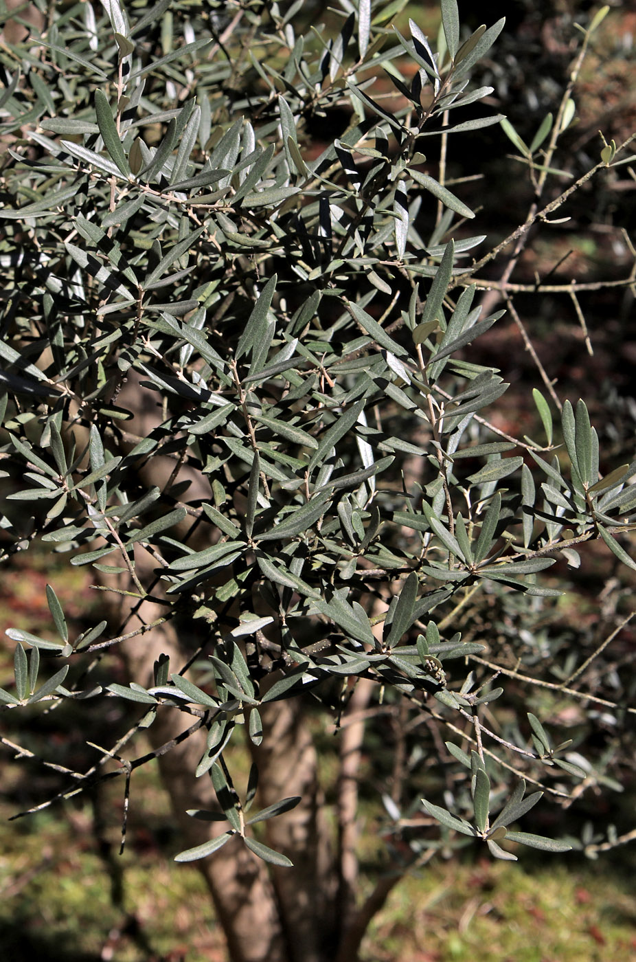 Image of Olea europaea specimen.