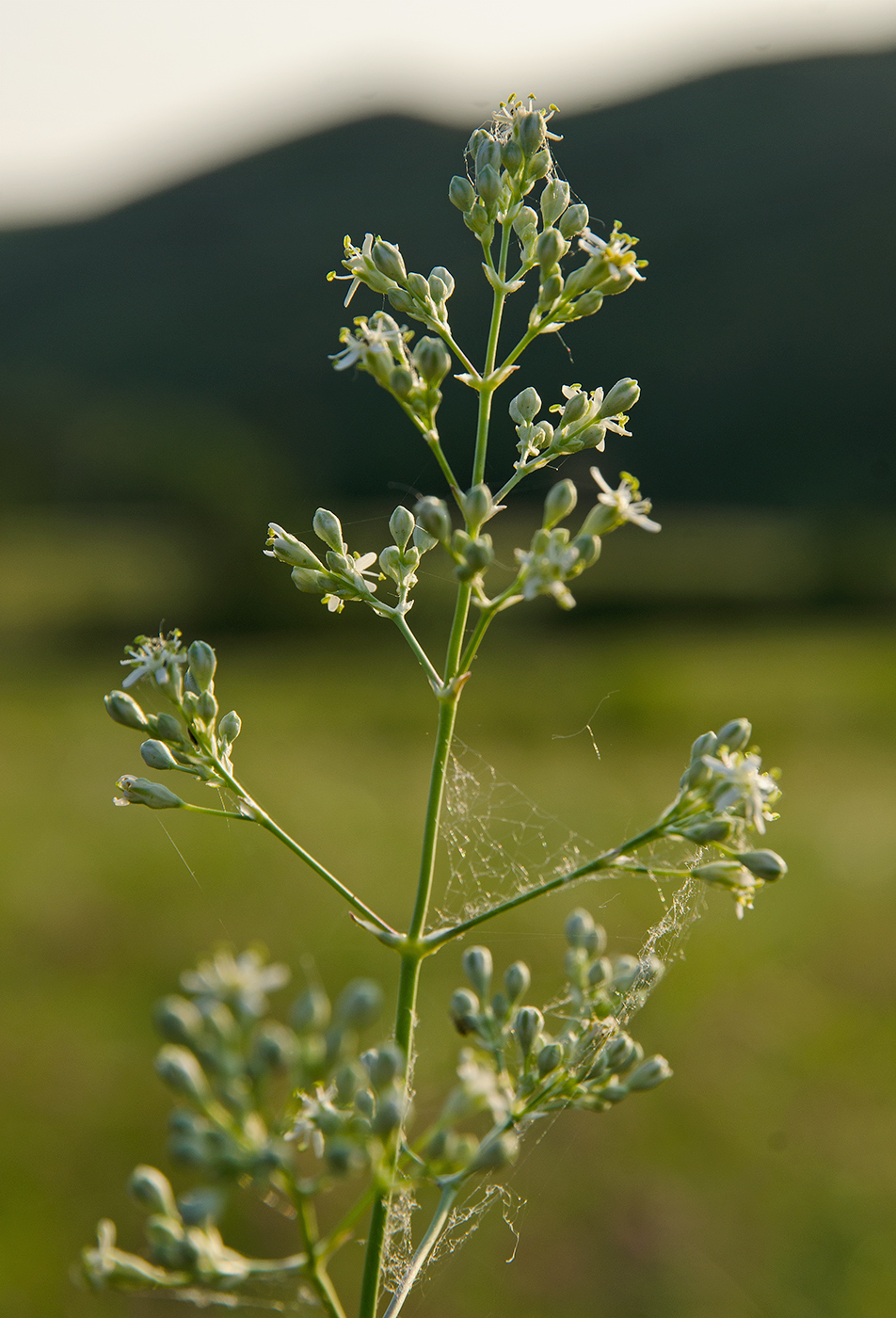 Изображение особи Silene baschkirorum.