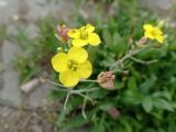 Diplotaxis muralis. ЛНР, г. Северодонецк, сквер Гоголя. 11.05.2026.