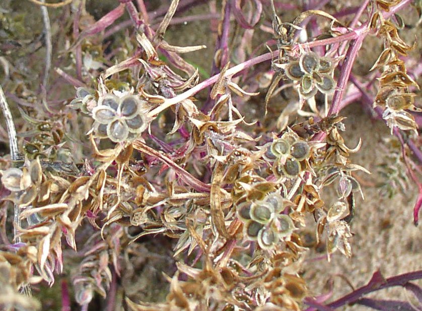 Image of Corispermum marschallii specimen.