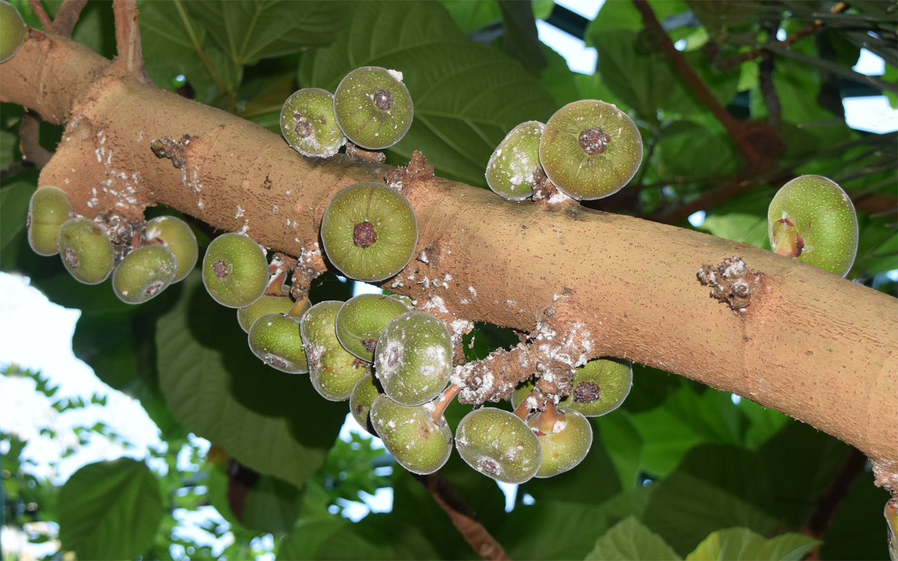 Изображение особи Ficus auriculata.
