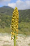 Orchis punctulata