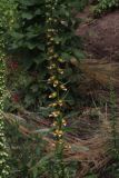Digitalis laevigata. Часть цветущего растения. Белгородская обл., пос. Ракитное, ул. Сосновая, 2, в культуре. 8 июля 2026 г.