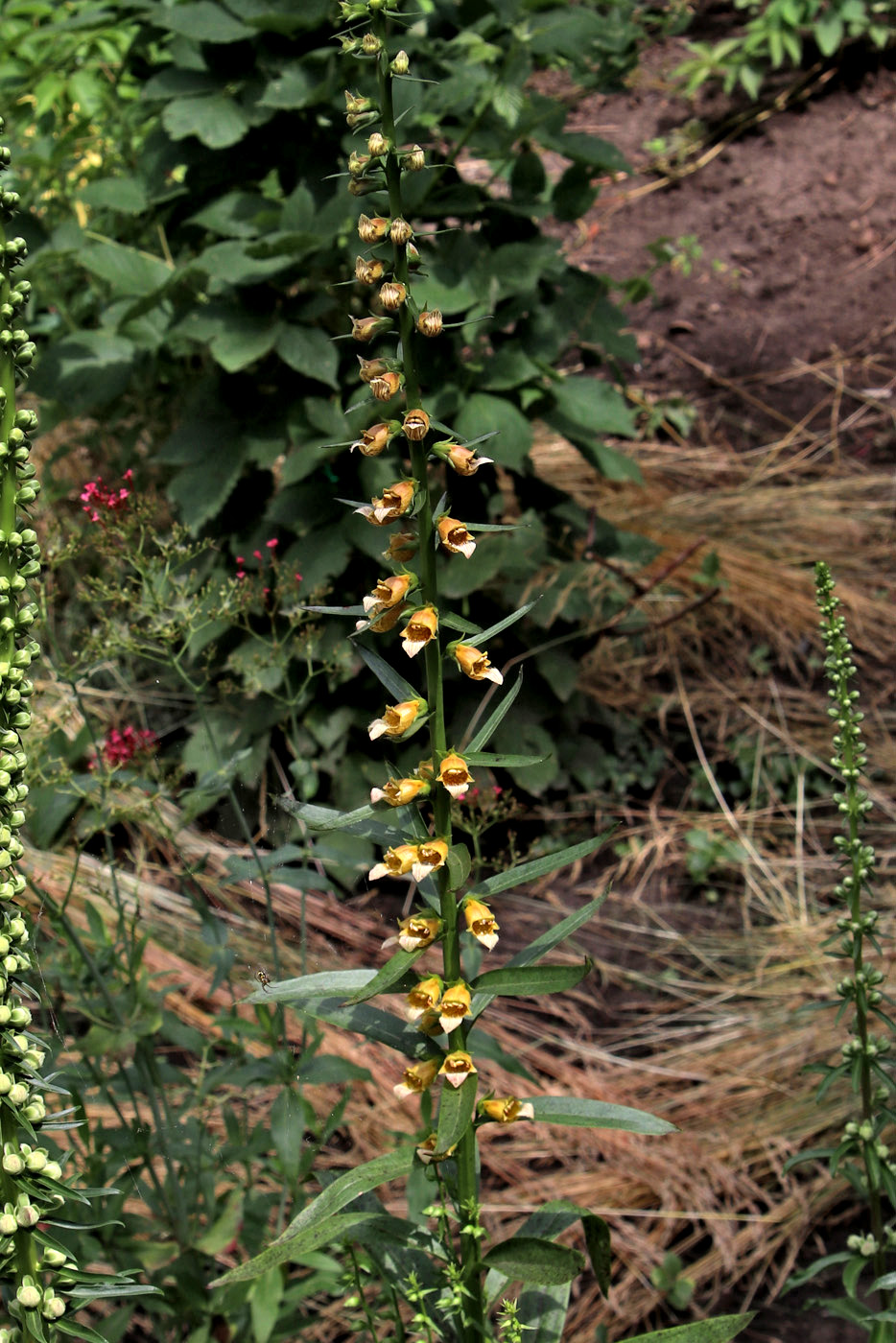 Изображение особи Digitalis laevigata.