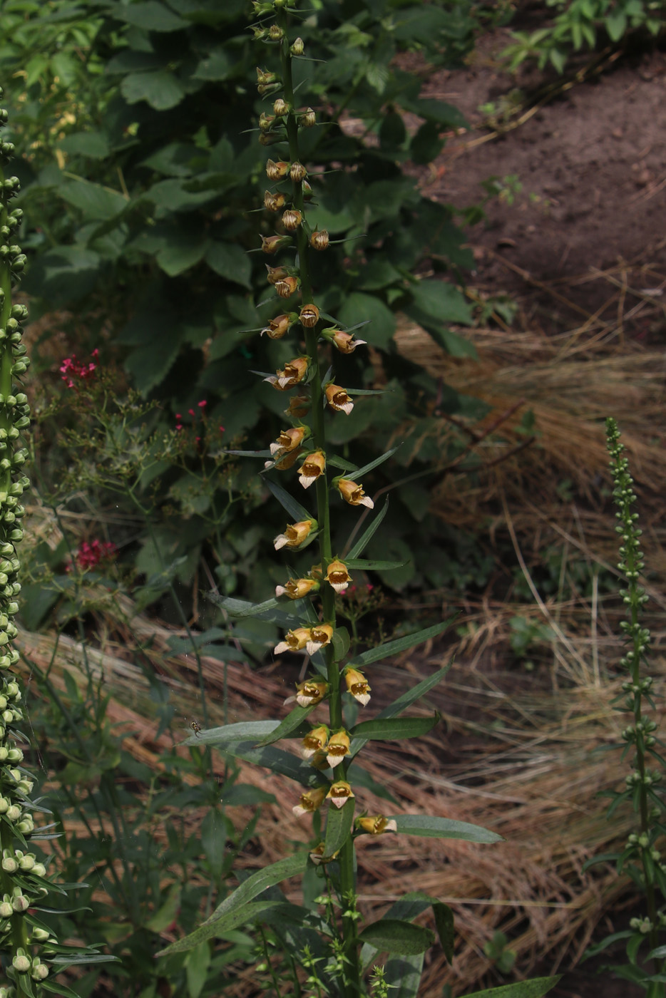 Изображение особи Digitalis laevigata.