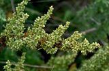 Artemisia subspecies glutinosa
