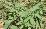 Salvia virgata