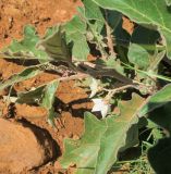 род Solanum