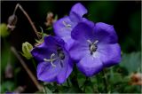 Campanula carpatica. Цветки. Московская обл., Раменский р-н, окр. дер. Хрипань, садовый участок. 14.08.2026.