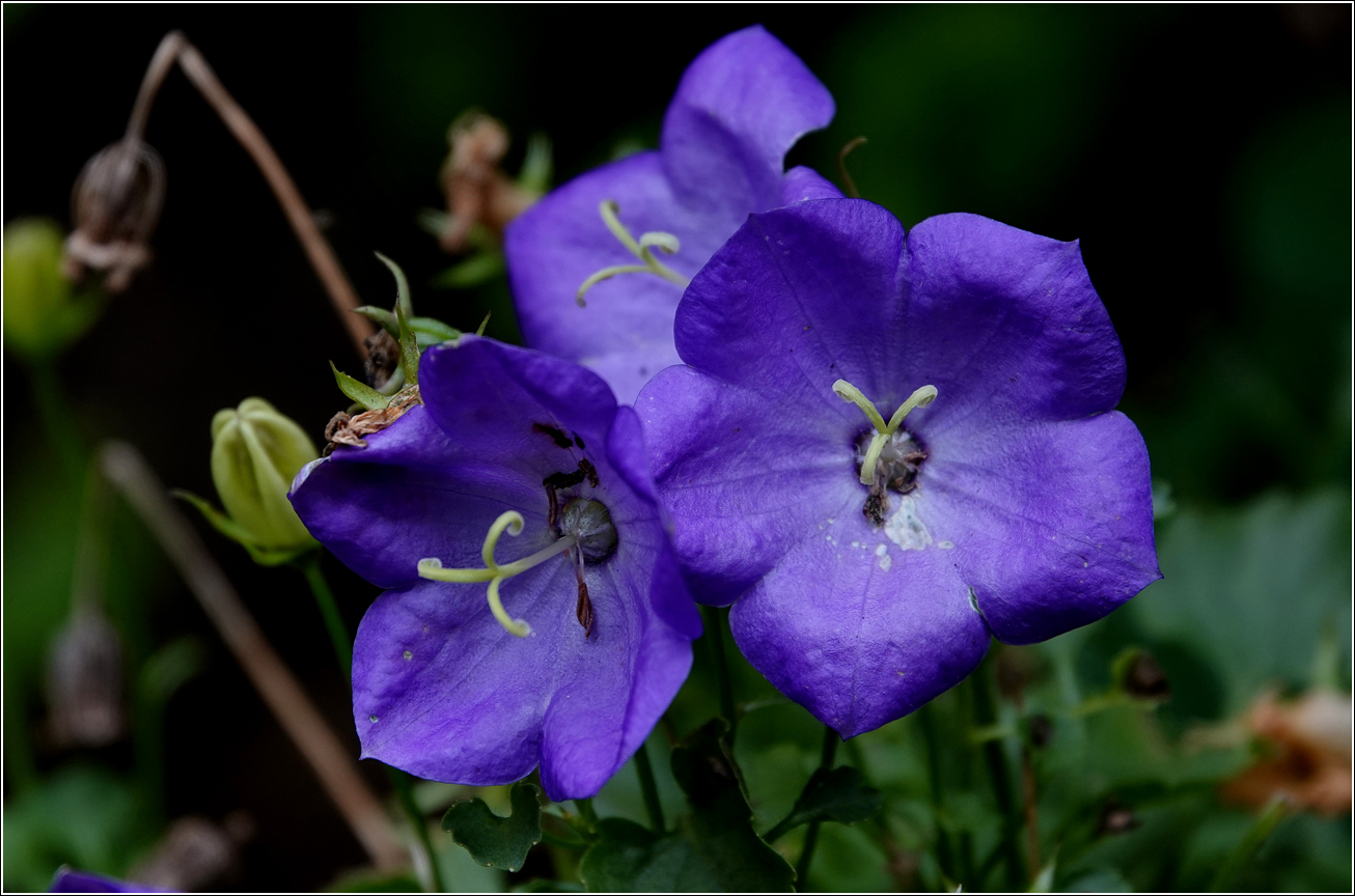 Image of Campanula carpatica specimen.