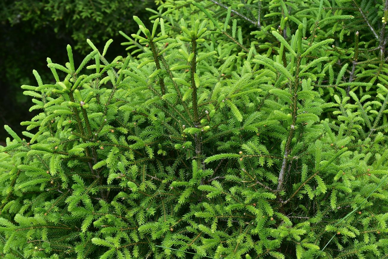Image of Picea orientalis specimen.