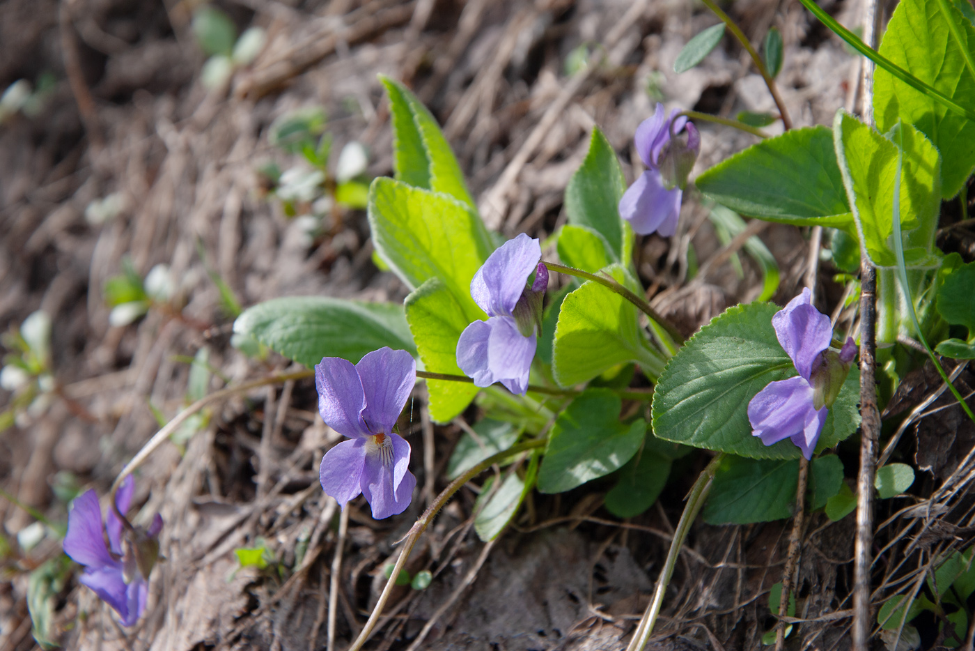 Image of genus Viola specimen.