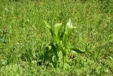 Colchicum speciosum. Вегетирующее растение. Турция, ил Артвин, р-н Юсуфели, 250 м ниже дер. Гюльпынар, выс. 1500 м н.у.м., луг среди зарослей. 13 июня 2026 г.