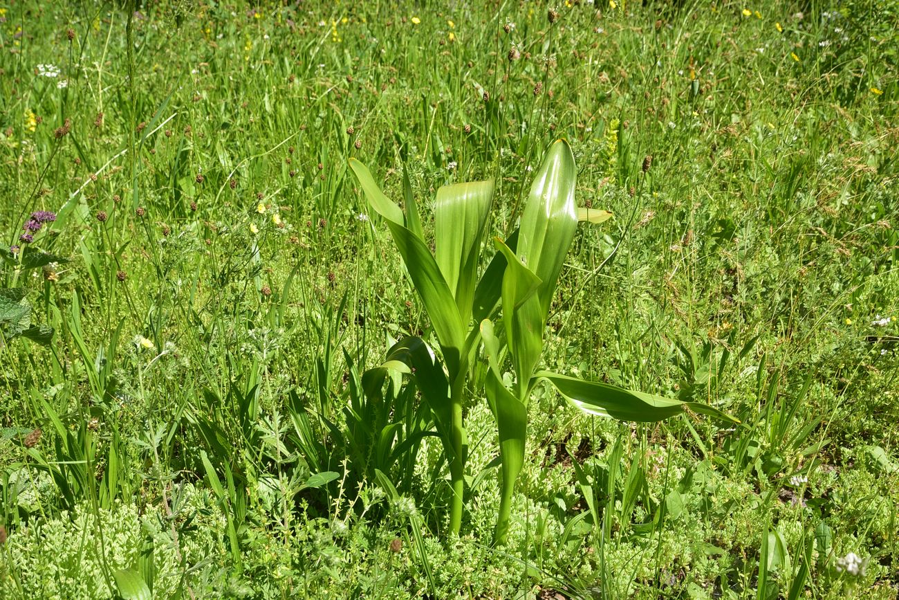 Изображение особи Colchicum speciosum.