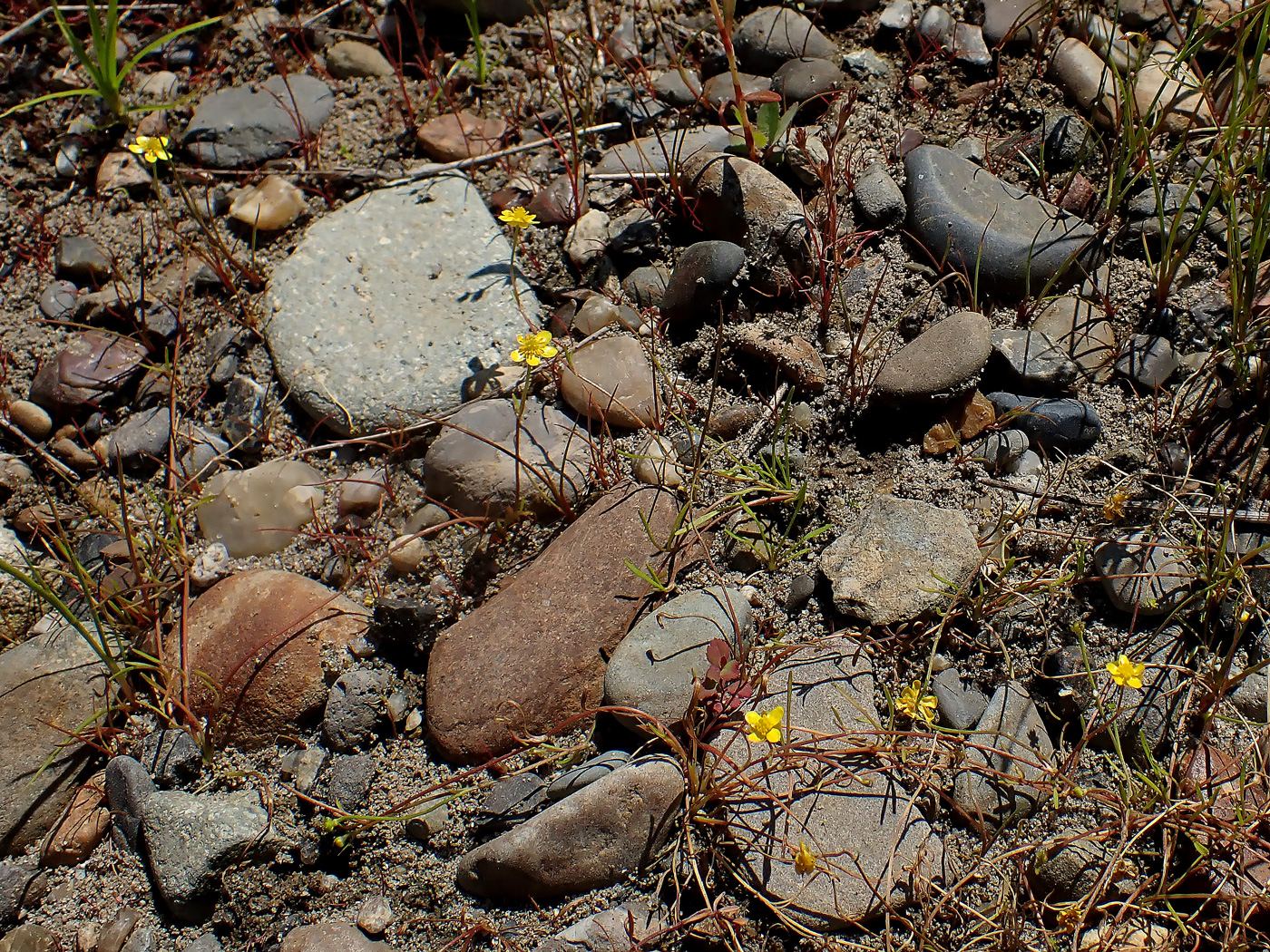 Image of Ranunculus reptans specimen.