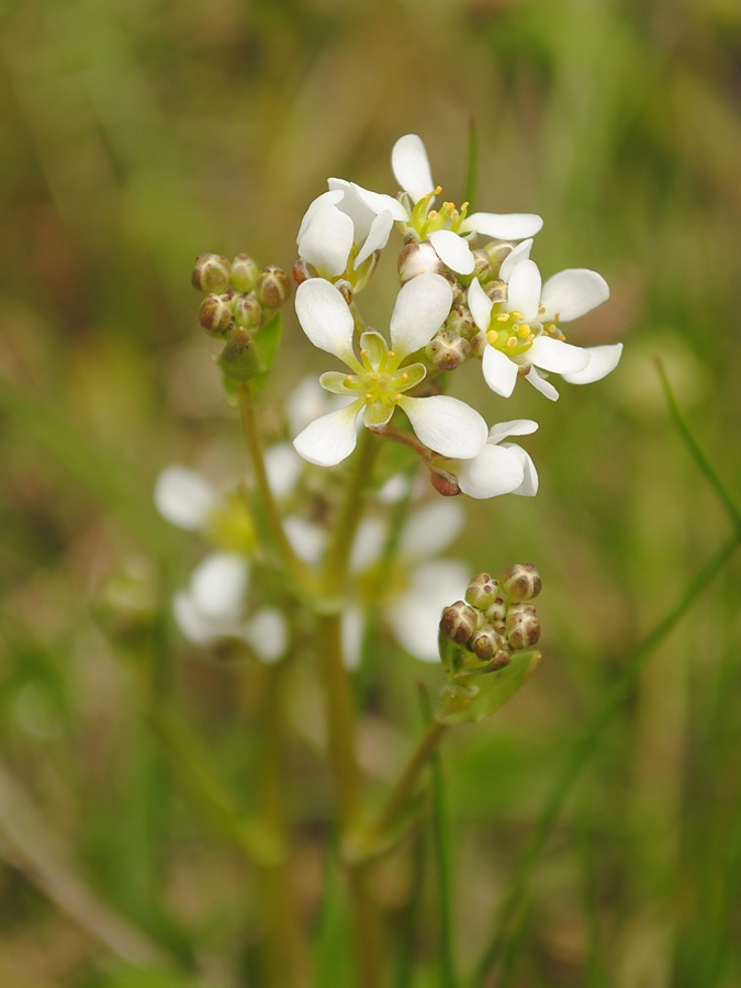 Изображение особи Cochlearia officinalis ssp. norvegica.