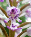 Orchis militaris