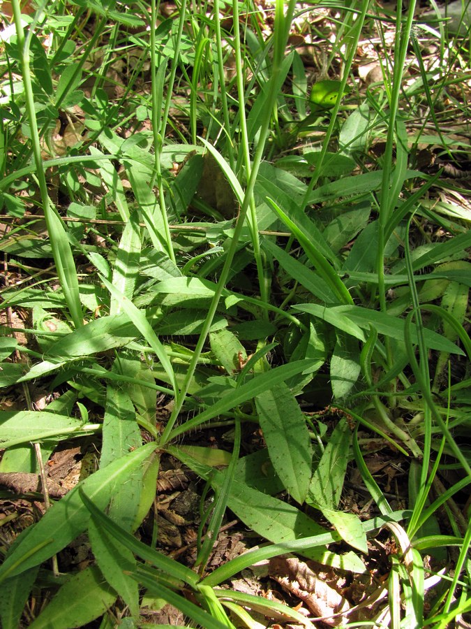 Image of genus Hieracium specimen.