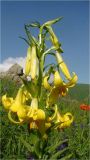 Lilium armenum