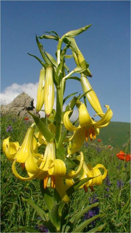 Image of Lilium armenum specimen.