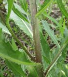 Cirsium setosum