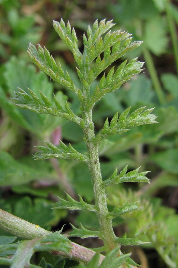 Изображение особи Anthemis jailensis.