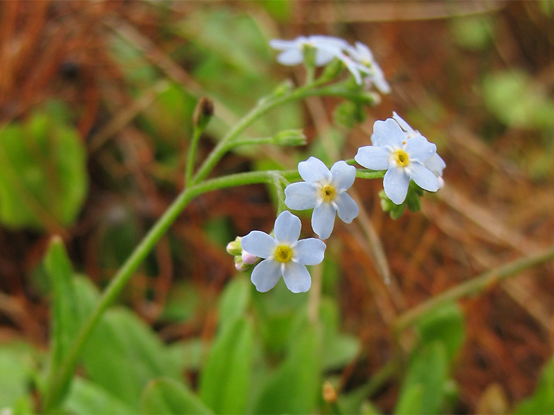 Изображение особи Myosotis cespitosa.