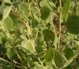 Populus pruinosa. Порослевые побеги. Листья яйцевидные, опушенные. Каракумы, Мервский оазис. Начало июня 2011 г.