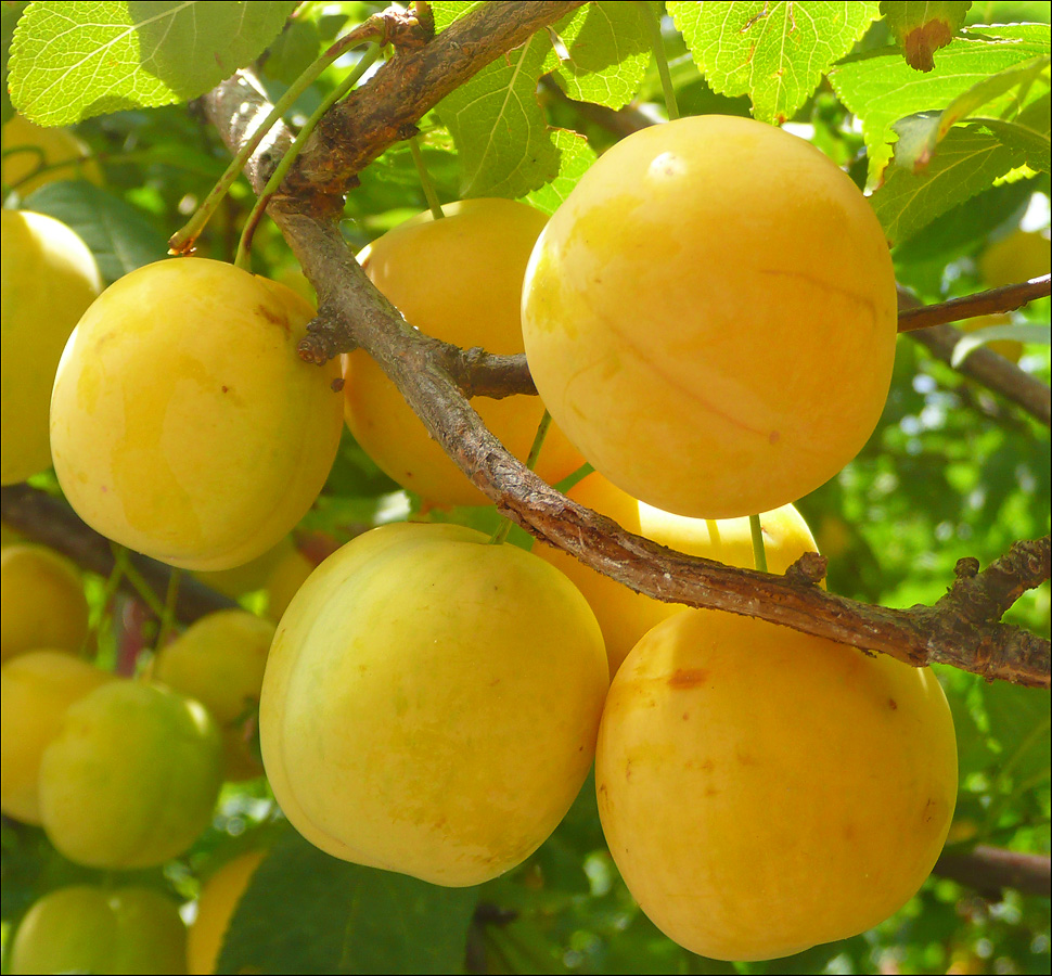 Image of Prunus cerasifera specimen.