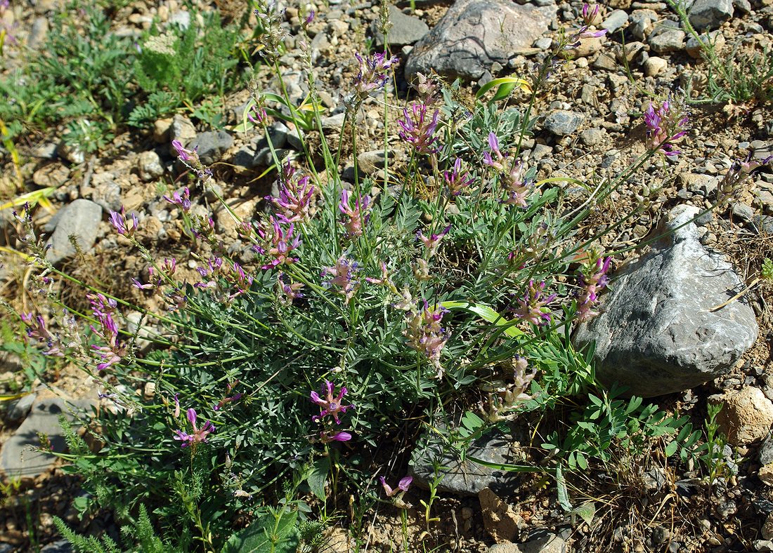 Изображение особи Astragalus schrenkianus.