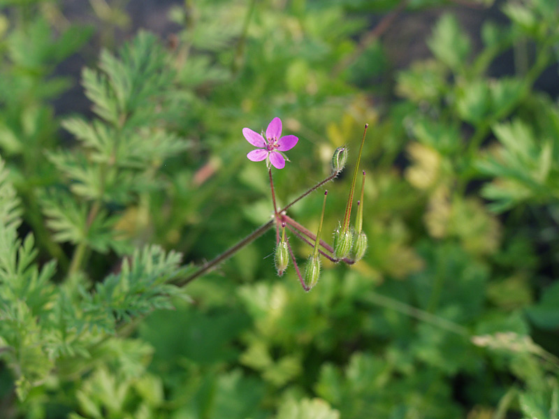 Image of Erodium cicutarium specimen.