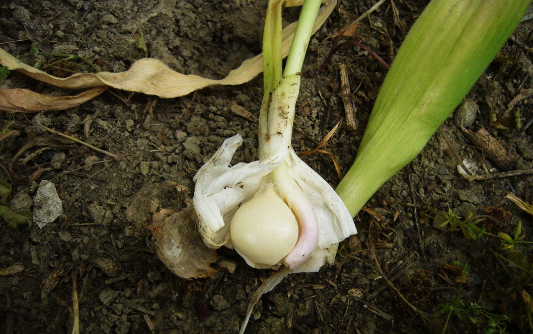 Image of Allium cristophii specimen.