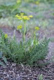 семейство Apiaceae. Цветущее растение. Таджикистан, Гиссарский хр., ущелье Сингисафат. 29.04.2011.