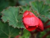 Begonia &times; tuberhybrida