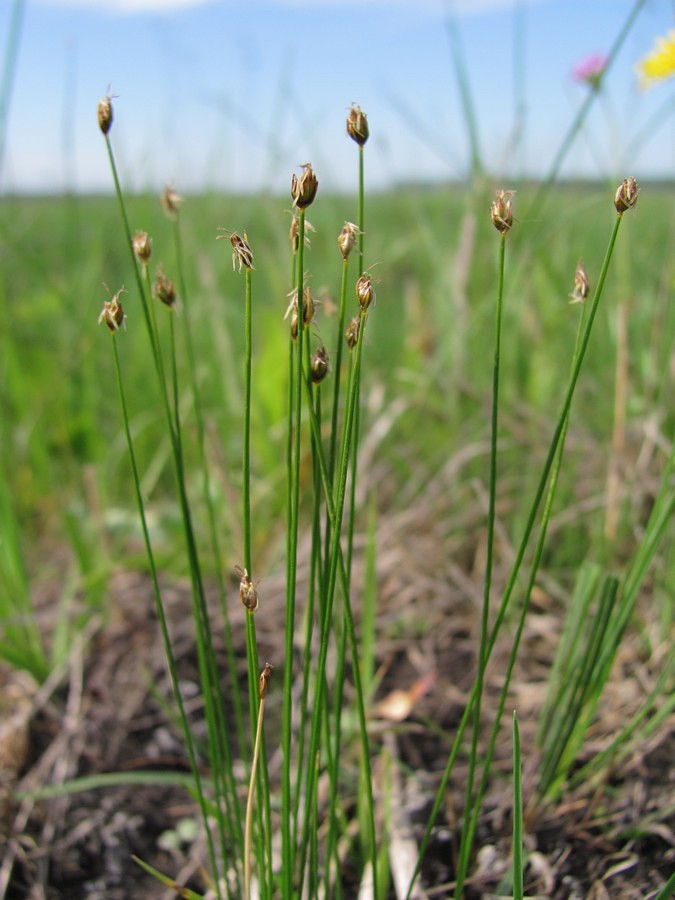 Изображение особи Trichophorum pumilum.