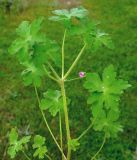 Geranium divaricatum. Верхушка цветущего растения. Казахстан, Кызылординская обл., Жанакорганский р-н, хр. Каратау, ущелье притока р. Бесарык. 29.04.2011.