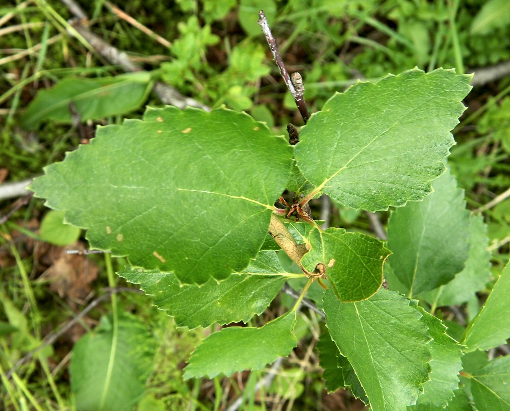 Image of genus Betula specimen.