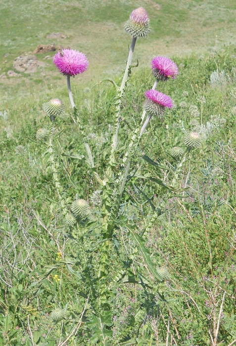 Image of Carduus uncinatus specimen.