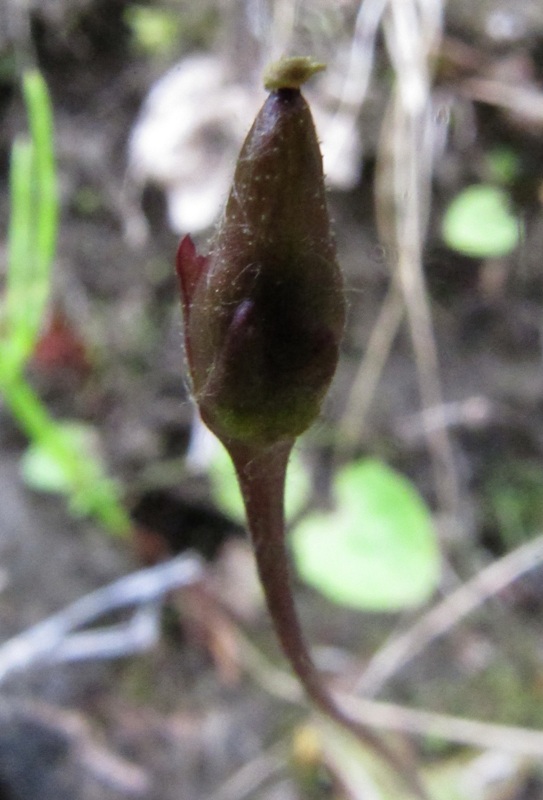 Image of Pinguicula alpina specimen.