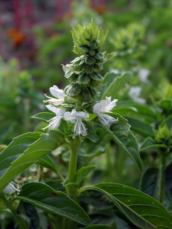 Изображение особи Ocimum basilicum.