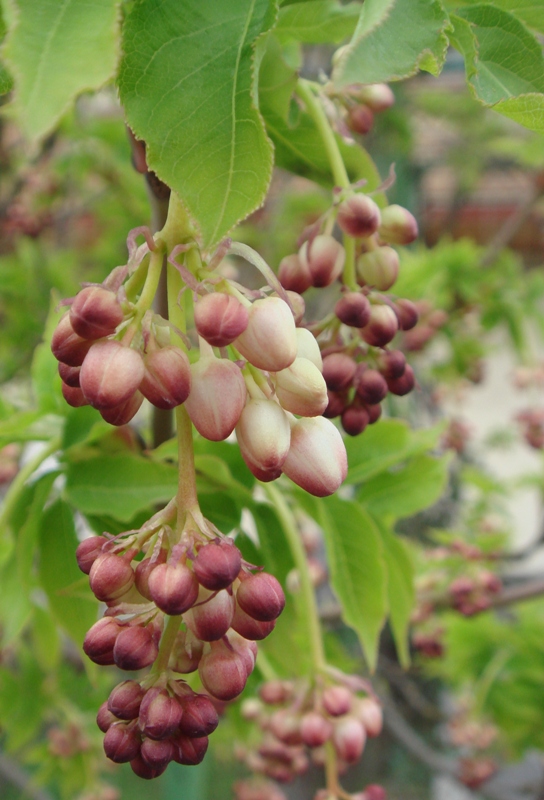 Изображение особи Staphylea pinnata.