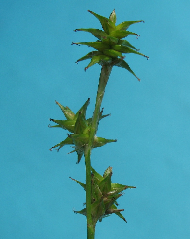 Image of Carex echinata specimen.