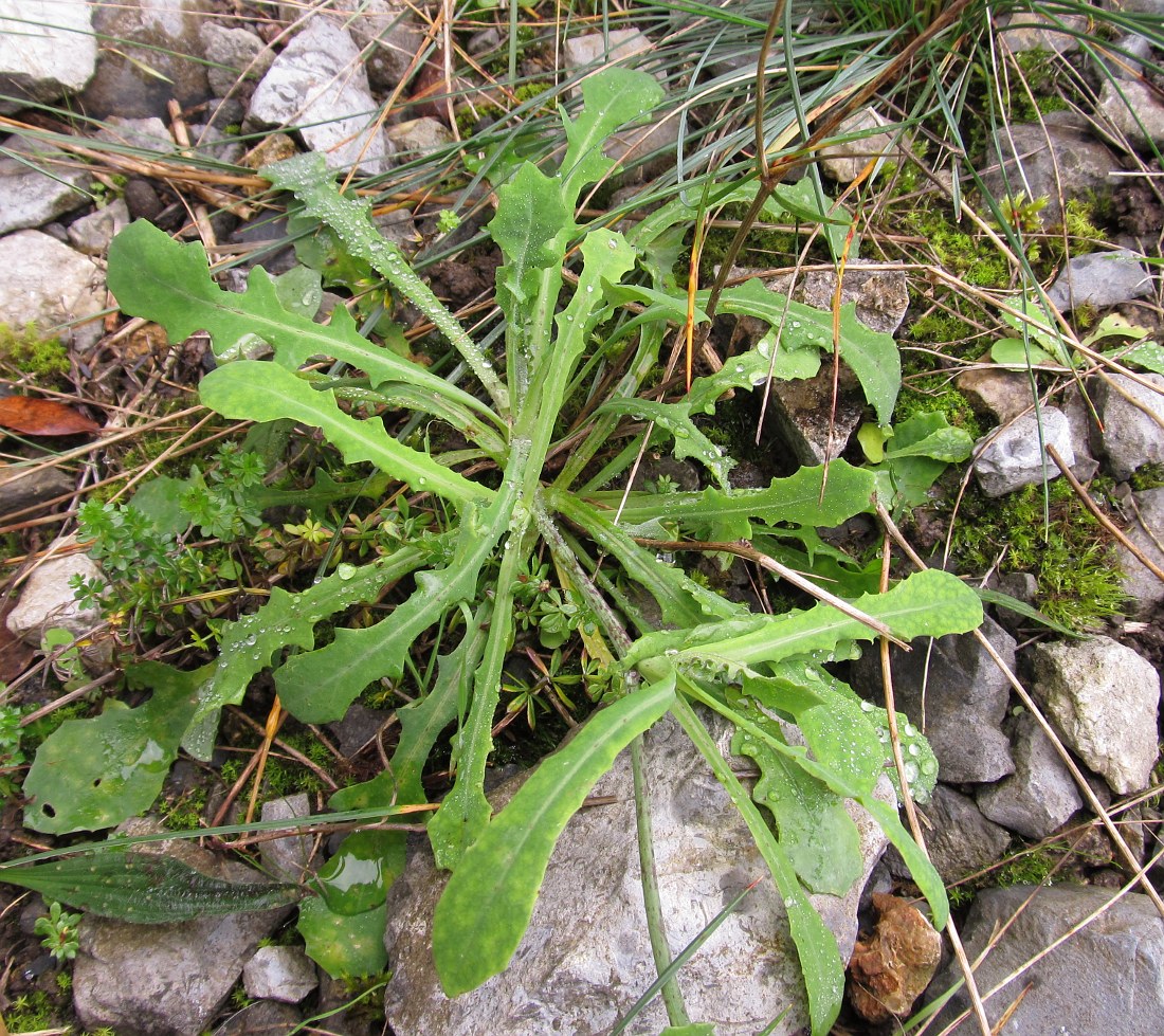 Image of Reichardia picroides specimen.