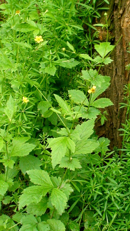 Изображение особи Geum urbanum.