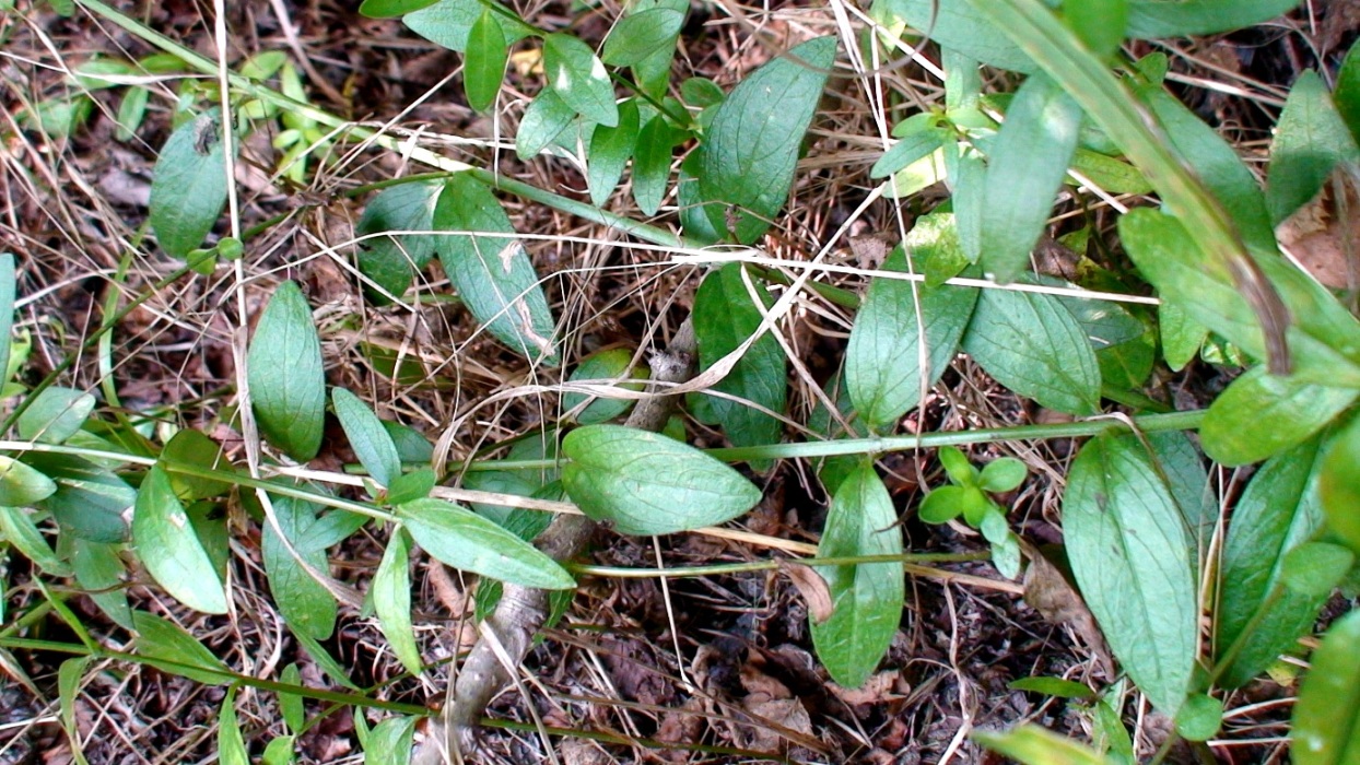 Image of Vinca herbacea specimen.