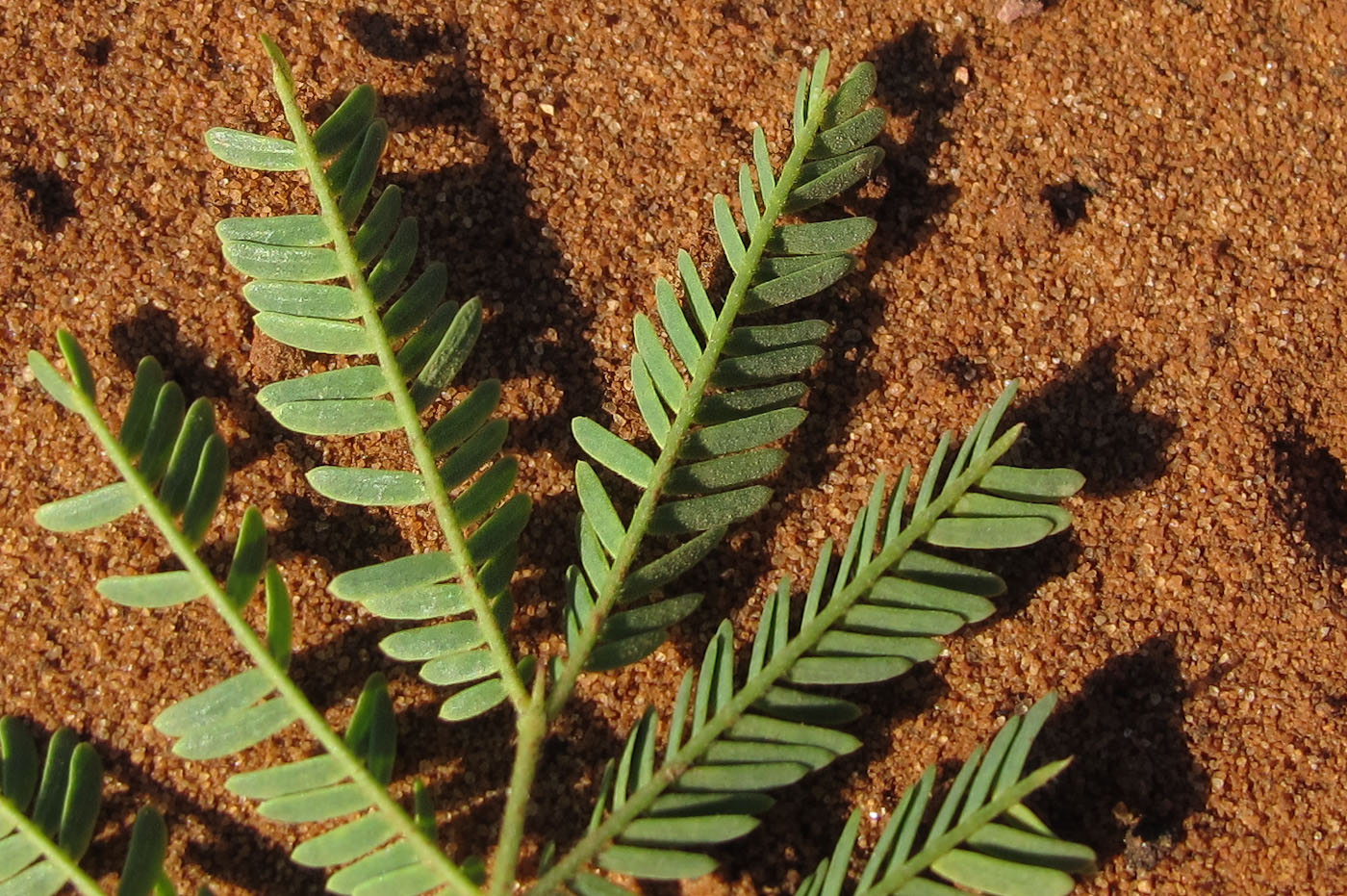 Изображение особи Vachellia farnesiana.