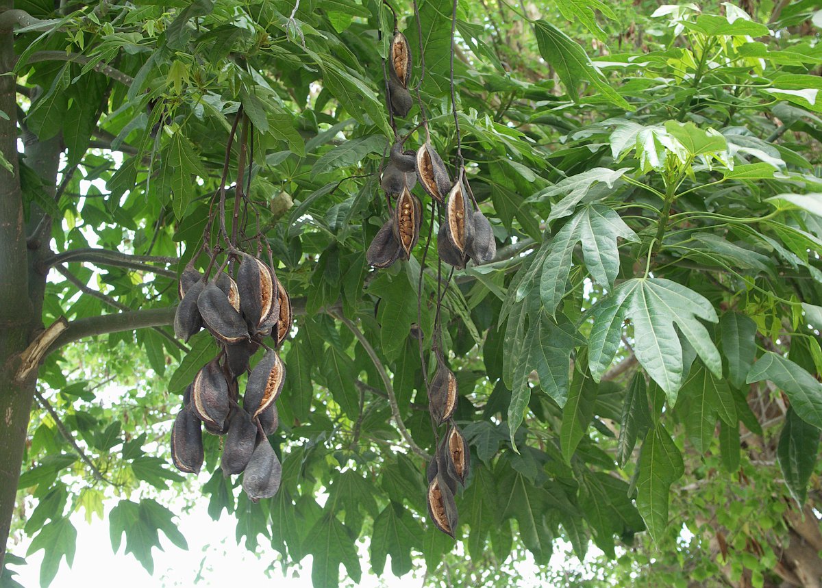 Image of Brachychiton acerifolius specimen.