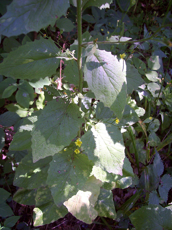 Image of Lapsana communis specimen.