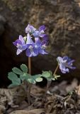 Corydalis ussuriensis. Цветущее растение. Южное Приморье, Чёрные горы, заповедник \"Кедровая падь\", горный склон. 14.04.2011.