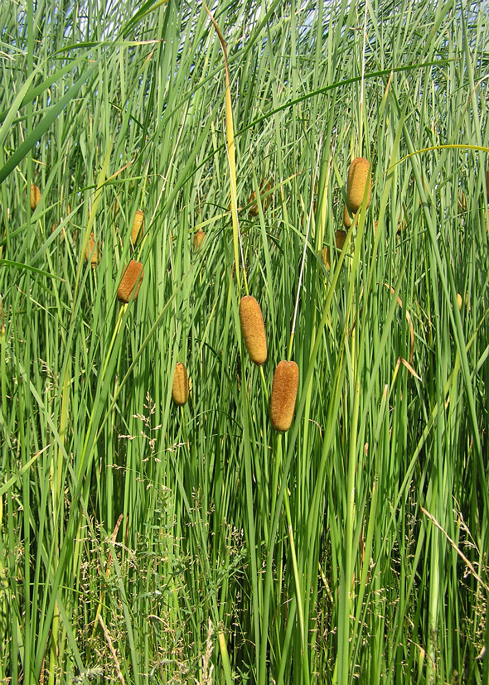 Image of Typha laxmannii specimen.